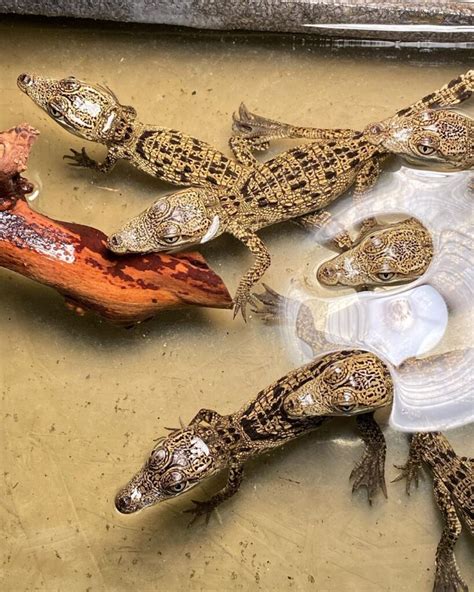 exotic crocodiles for sale.